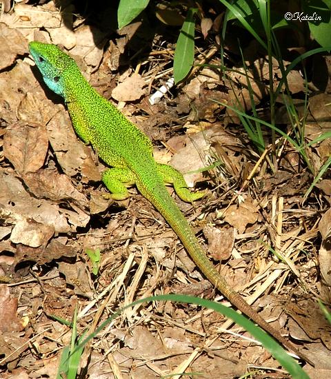 Hungarian Lizard